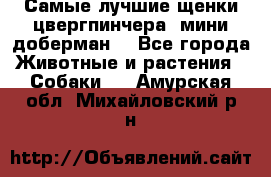 Самые лучшие щенки цвергпинчера (мини доберман) - Все города Животные и растения » Собаки   . Амурская обл.,Михайловский р-н